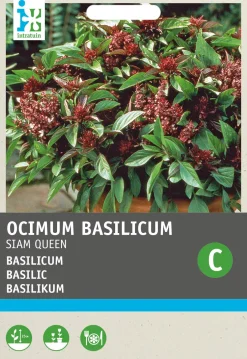 Intratuin Basilikum (Ocimum basilicum 'Siam Queen') Samen| Kräutersamen|Saatgut