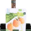 Intratuin Bio Gelbe Himbeere (Rubus idaeus 'Twotimer Sugana Yellow') H 45 cm| Blühende Pflanzen|Obstbäume & -Sträucher