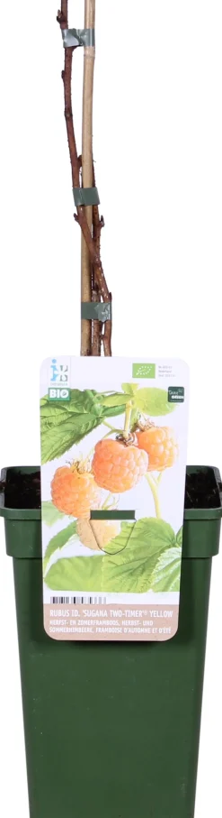 Intratuin Bio Gelbe Himbeere (Rubus idaeus 'Twotimer Sugana Yellow') H 45 cm| Blühende Pflanzen|Obstbäume & -Sträucher