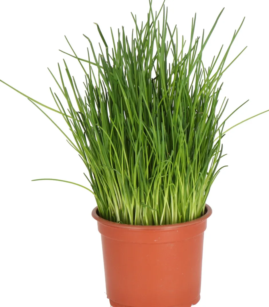 Intratuin Bio Schnittlauch (Allium schoenoprasum) D 12 H 15 cm| Obst, Gemüse & Kräuter|Kräuterpflanzen