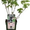 Intratuin Bio Schwarze Johannisbeere (Ribes 'Black Bells') H 50 cm| Obstbäume & -Sträucher|Obstbäume & -Sträucher