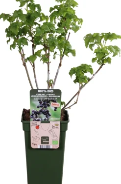 Intratuin Bio Schwarze Johannisbeere (Ribes 'Black Bells') H 50 cm| Obstbäume & -Sträucher|Obstbäume & -Sträucher
