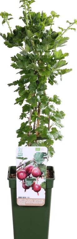Intratuin Bio Stachelbeere (Ribes uva crispa 'Captivator') H 55 cm| Blühende Pflanzen|Obstbäume & -Sträucher