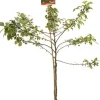 Intratuin Bio Zierapfel (Malus 'Red Sentinel') D 24 H 210 cm| Blühende Pflanzen|Obstbäume & -Sträucher