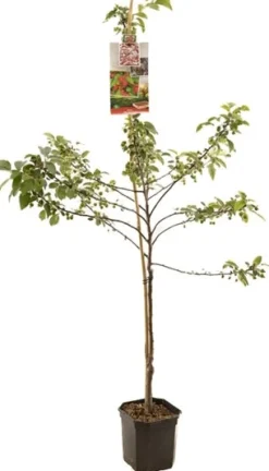 Intratuin Bio Zierapfel (Malus 'Red Sentinel') D 24 H 210 cm| Blühende Pflanzen|Obstbäume & -Sträucher