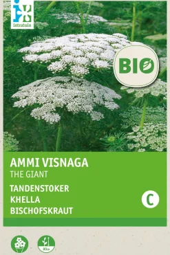 Intratuin Bischofskraut (Ammi visnaga 'Green Mist') (BIO) Samen| Saatgut