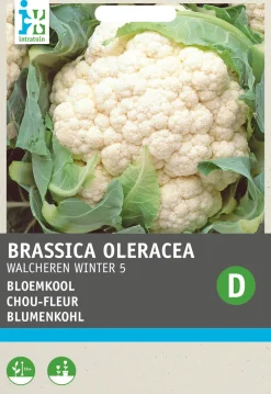 Intratuin Blumenkohl (Brassica oleracea 'Walcheren Winter') Samen| Gemüsesamen|Saatgut