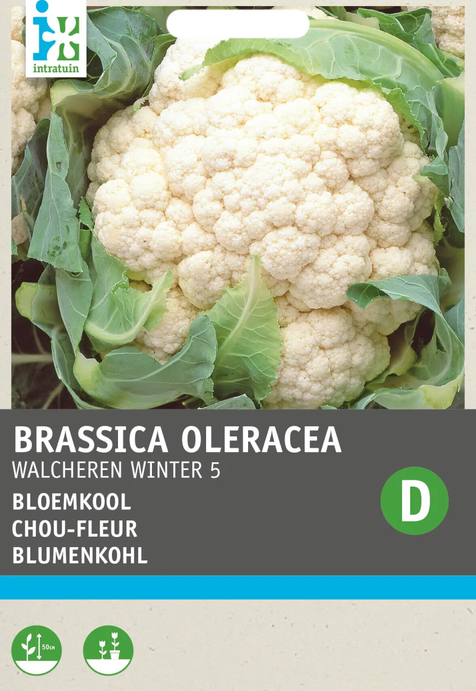 Intratuin Blumenkohl (Brassica oleracea 'Walcheren Winter') Samen| Gemüsesamen|Saatgut