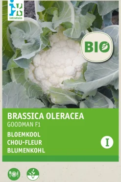 Intratuin Blumenkohl (Brassica oleracea Goodman) (BIO) Samen| Gemüsesamen|Saatgut