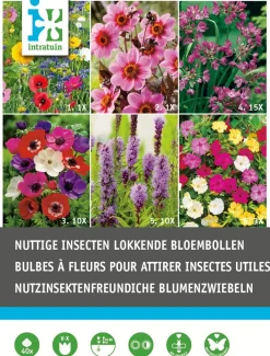 Intratuin Blumenzwiebel-Mischung insektenfreundliche Blumen 40 St.| Frühlings-Blüher|Blumenzwiebeln
