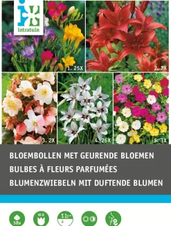 Intratuin Blumenzwiebel-Mischung mit duftenden Blumen 58 St.| Frühlings-Blüher|Blumenzwiebeln