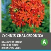 Intratuin Brennende Liebe rot (Lychnis chalcedonica) Blumensamen| Saatgut|Blühende Pflanzen