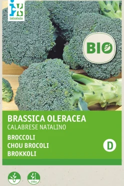 Intratuin Brokkoli (Brassica oleracea 'Calabrese Natalino') (BIO) Samen| Gemüsesamen|Saatgut