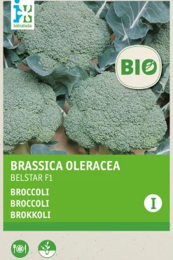 Intratuin Brokkoli (Brassica oleracea 'Belstar F1') (BIO) Samen| Gemüsesamen|Saatgut