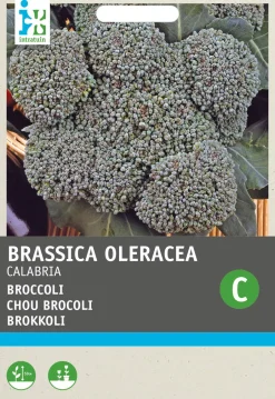 Intratuin Brokkoli (Brassica oleracea 'Calabria') Samen| Gemüsesamen|Saatgut