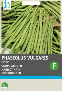 Intratuin Buschbohne (Phaseolus vulgaris 'Opera gourmet') Samen| Gemüsesamen|Saatgut
