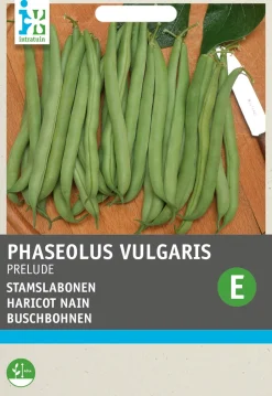 Intratuin Buschbohne (Phaseolus vulgaris 'Prelude') Samen| Gemüsesamen|Saatgut