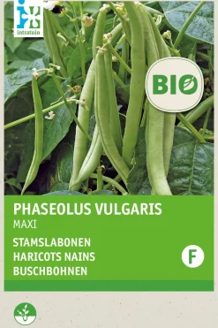 Intratuin Buschbohne (Phaseolus vulgaris 'Maxi') (BIO) Samen| Gemüsesamen|Saatgut