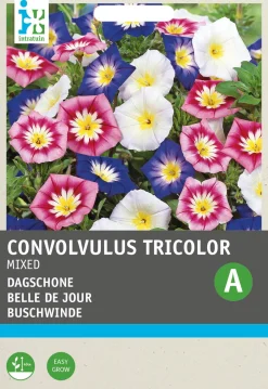 Intratuin Buschwinde (Convolvulus tricolor) Blumensamen-Mischung| Blühende Pflanzen|Saatgut