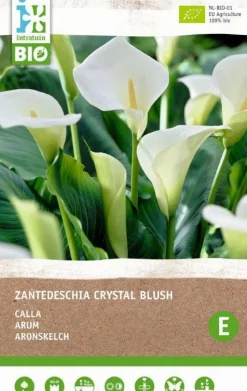 Intratuin Calla (Calla 'Crystal Blush') (BIO) Blumenzwiebel 1 St.| Sommer-Blüher|Blumenzwiebeln