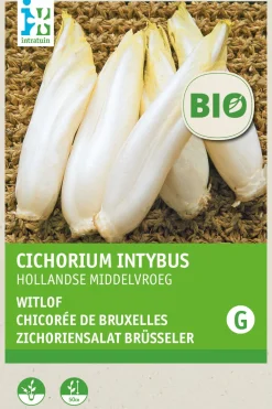 Intratuin Chicorée (Cichorium intybus) (BIO) Samen| Gemüsesamen|Saatgut
