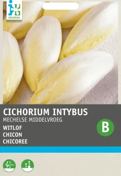 Intratuin Chicoree (Cichorium intybus 'Mechelner') Samen| Gemüsesamen|Saatgut