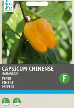 Intratuin Chili Habanero (Capsicum annuum 'Habanero Oranje') Samen| Gemüsesamen|Saatgut