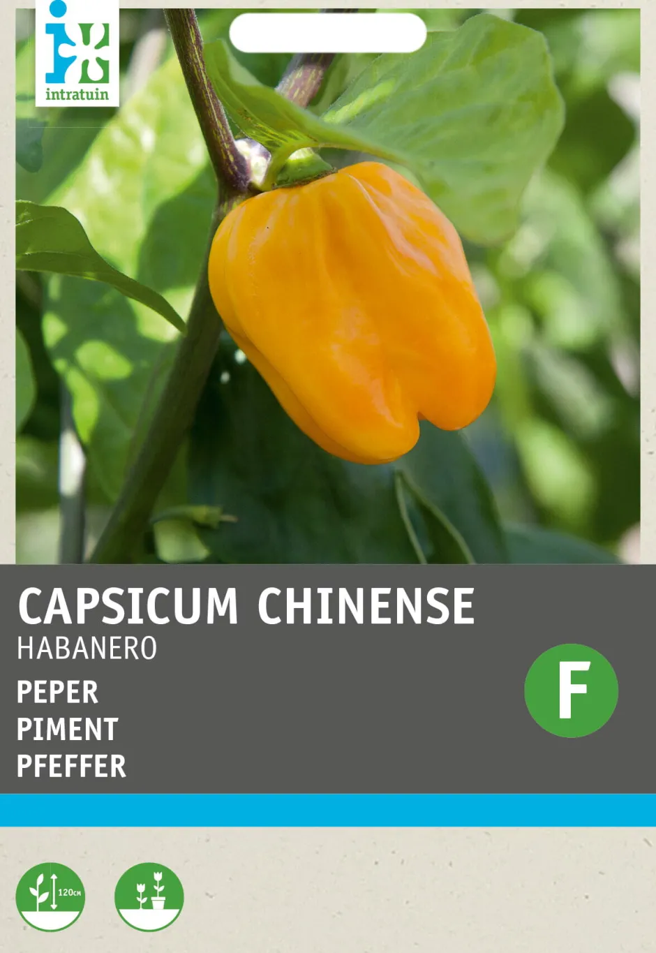 Intratuin Chili Habanero (Capsicum annuum 'Habanero Oranje') Samen| Gemüsesamen|Saatgut