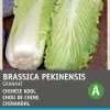 Intratuin Chinakohl (Brassica pekinensis 'Cantonner Witkrop') Samen| Gemüsesamen|Saatgut
