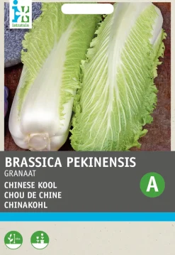 Intratuin Chinakohl (Brassica pekinensis 'Cantonner Witkrop') Samen| Gemüsesamen|Saatgut