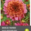 Intratuin Dahlie anemonenblütig (Dahlia 'Mambo') Blumenzwiebel 1 St.| Sommer-Blüher|Blühende Pflanzen