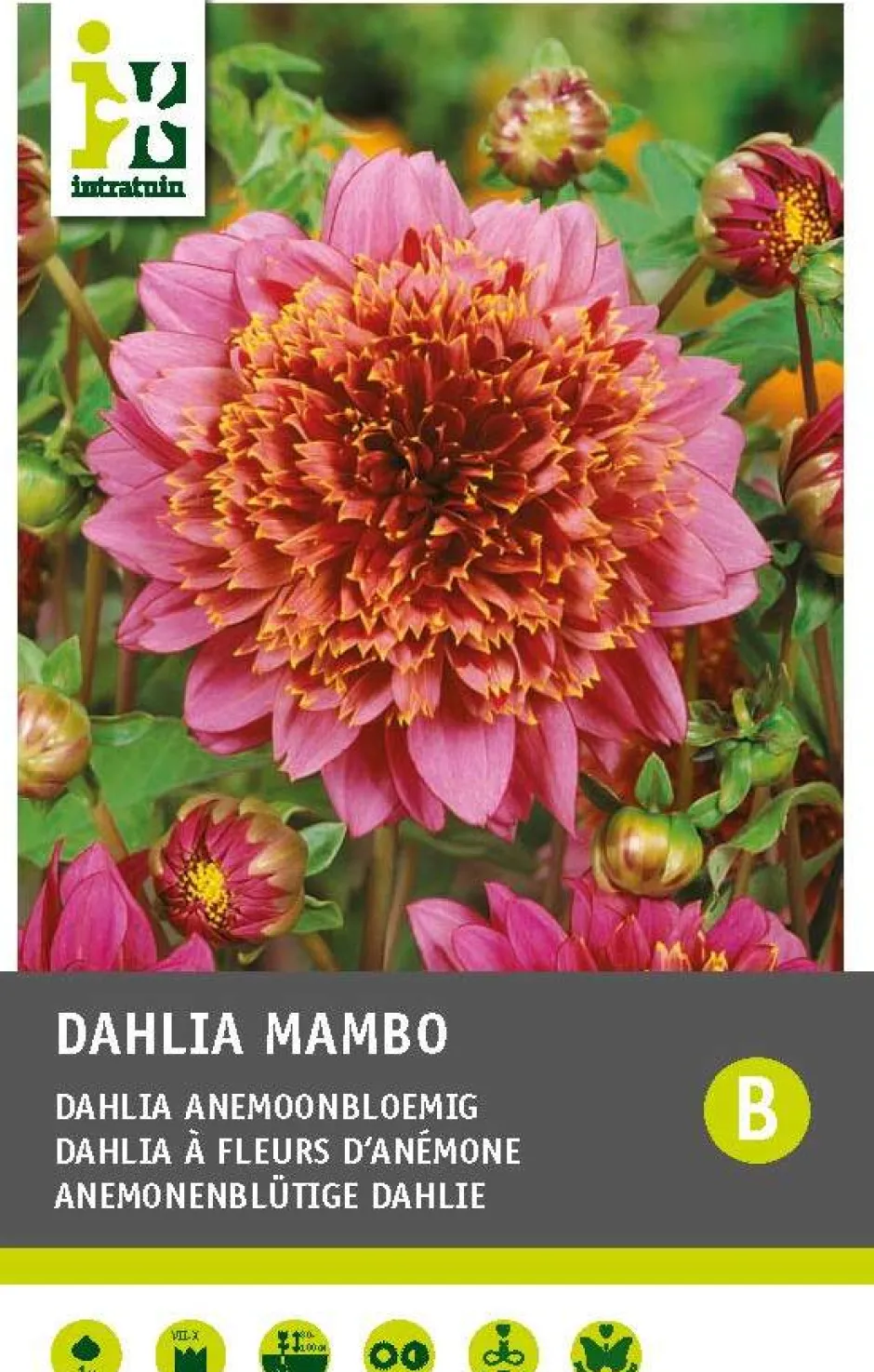 Intratuin Dahlie anemonenblütig (Dahlia 'Mambo') Blumenzwiebel 1 St.| Sommer-Blüher|Blühende Pflanzen