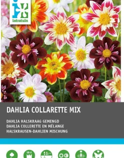 Intratuin Dahlie (Dahlia 'Collarette' mix) 5 st| Sommer-Blüher|Blumenzwiebeln