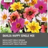 Intratuin Dahlie (Dahlia 'Happy Single') Blumenzwiebel-Mischung 5 St.| Sommer-Blüher|Blumenzwiebeln