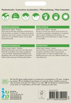 Intratuin Dahlie (Dahlia variabilis 'Unwin's Hybride') Blumensamen| Saatgut|Blühende Pflanzen