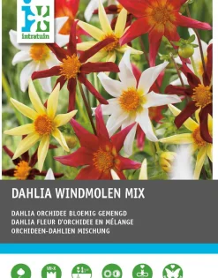 Intratuin Dahlie (Dahlia 'Windmolen' mix) 5 st| Sommer-Blüher|Blumenzwiebeln