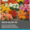 Intratuin Dahlie niedrig (Dahlia 'Gallery') Blumenzwiebel-Mischung 5 St.| Sommer-Blüher|Blumenzwiebeln