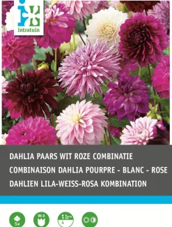 Intratuin Dahlien lila / weiß (Dahlia) Blumenzwiebel-Mischung 5 St.| Sommer-Blüher|Blumenzwiebeln