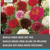 Intratuin Dahlien rot / weiß / rosa (Dahlia) Blumenzwiebeln 5 St.| Sommer-Blüher|Blumenzwiebeln