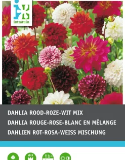 Intratuin Dahlien rot / weiß / rosa (Dahlia) Blumenzwiebeln 5 St.| Sommer-Blüher|Blumenzwiebeln