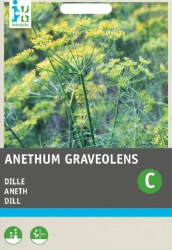 Intratuin Dill (Anethum graveolens) Samen| Kräutersamen|Saatgut