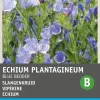 Intratuin Echium (Echium plantagineum 'Blue Bedder') Blumensamen| Saatgut|Blühende Pflanzen