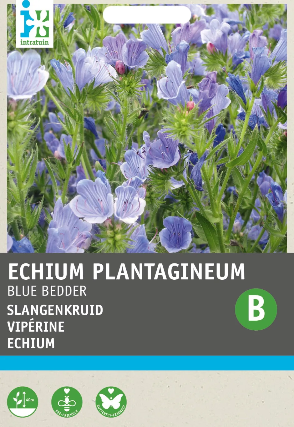 Intratuin Echium (Echium plantagineum 'Blue Bedder') Blumensamen| Saatgut|Blühende Pflanzen