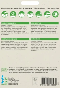 Intratuin Echte Brunnenkresse (Nasturtium officinale) Kressesamen| Gemüsesamen|Saatgut