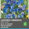 Intratuin Edelwicke blau (Lathyrus odoratus 'Royal Family') Blumensamen| Saatgut|Blühende Pflanzen