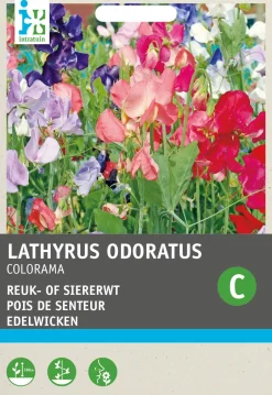 Intratuin Edelwicke (Lathyrus odoratus 'Colorama') Blumensamen-Mischung| Saatgut|Blühende Pflanzen