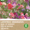Intratuin Edelwicke (Lathyrus odoratus 'Old Spice') (BIO) Blumensamen| Saatgut|Blühende Pflanzen