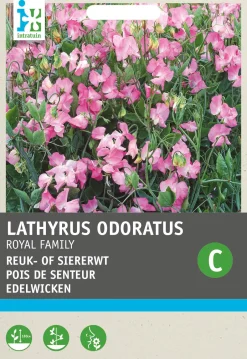Intratuin Edelwicke rosa (Lathyrus odoratus 'Royal Family') Blumensamen| Blühende Pflanzen|Saatgut