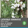 Intratuin Edelwicke weiß (Lathyrus odoratus 'Royal Family') Blumensamen| Blühende Pflanzen|Saatgut
