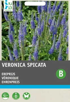 Intratuin Ehrenpreis blau (Veronica spicata) Blumensamen| Saatgut|Winterharte Pflanzen